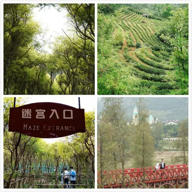 易網(wǎng)科技開(kāi)展深圳東部華僑城2日?qǐng)F(tuán)體游-與綠景作伴