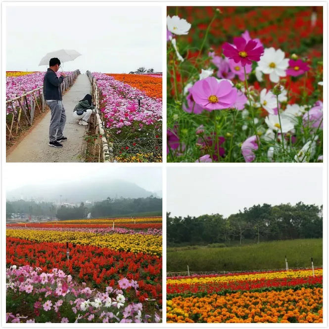 易網(wǎng)科技開(kāi)展深圳東部華僑城2日?qǐng)F(tuán)體游-花海景觀